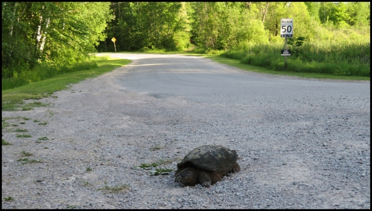 Snapping turtle - crossing the road