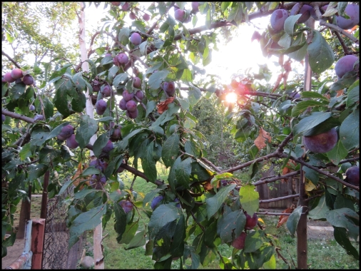 A glorious sun caressing the plum tree early in the morning