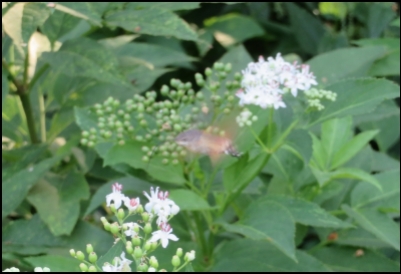 I noticed a swift movement in the bushes when we stopped at some point along the way. Watching carefully, I realized it is a hummingbird hawk-moth with its tongue/proboscis stretched out, while nectaring some wild flowers. I could hardly take this picture for its 70 wing-beats per second, while amazed by its feeding process.