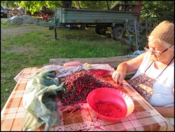 Sorting the berries