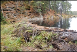 Beaver pond Trail - beaver dam