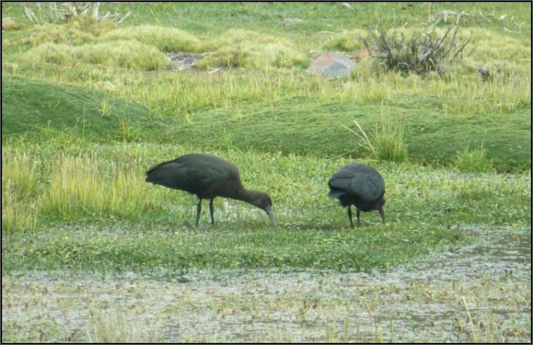 Tocra swamps - Puna ibis